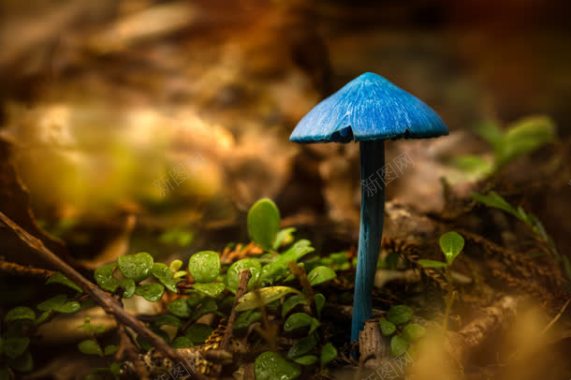 茁壮生长的蓝蘑菇背景