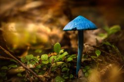 茁壮生长茁壮生长的蓝蘑菇高清图片