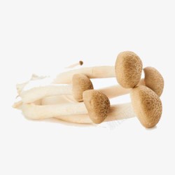 菌菇蘑菇素材