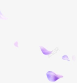 紫色花瓣飘落素材