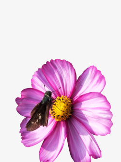 春天蜜蜂格桑花开引蜂来高清图片