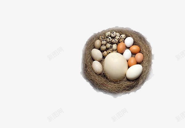 鸟窝上的各种蛋png免抠素材_88icon https://88icon.com 鸟巢 鸟的庇护所 鸟蛋 鸡蛋 鸭蛋 鸽蛋 鹅蛋