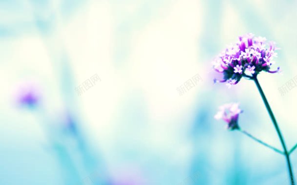 紫色清新花朵护眼背景