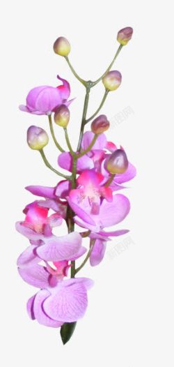 创意合成效果紫色的花卉植物素材