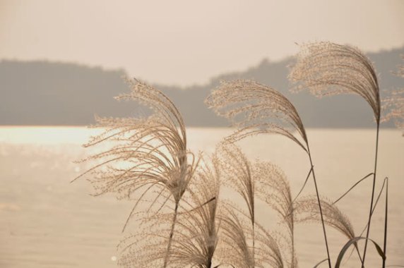 水面芦苇海报背景背景