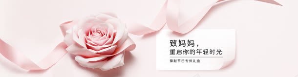 粉色康乃馨banner背景