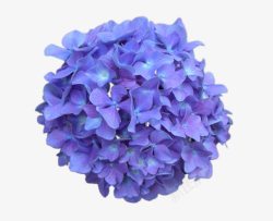 紫色的花球素材