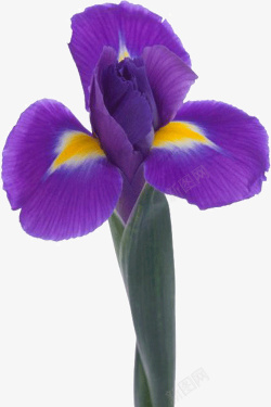 紫罗兰花朵素材