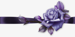 手绘紫娇花紫色花装饰彩带高清图片