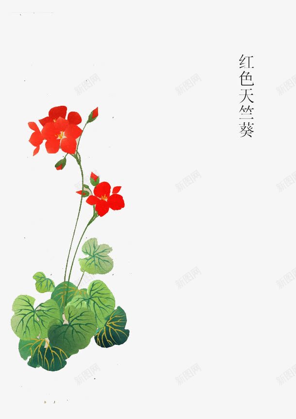 红色天竺葵png免抠素材_88icon https://88icon.com 天竺葵 植物 红色 绿叶 装饰
