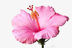 粉色木槿花卉素材