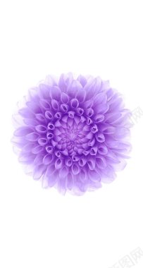 紫色花朵白色背景背景