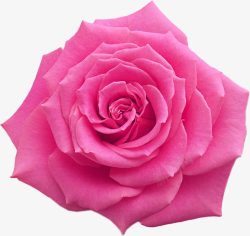 粉色玫瑰花背景墙素材