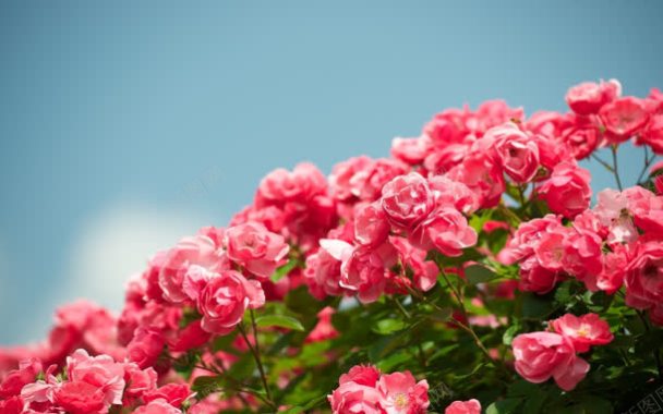 蓝天下的粉色玫瑰背景