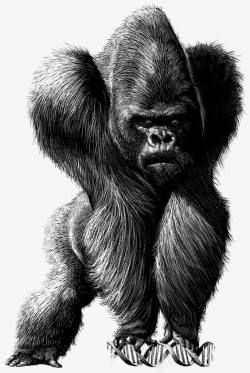 猩猩插画素描猩猩高清图片