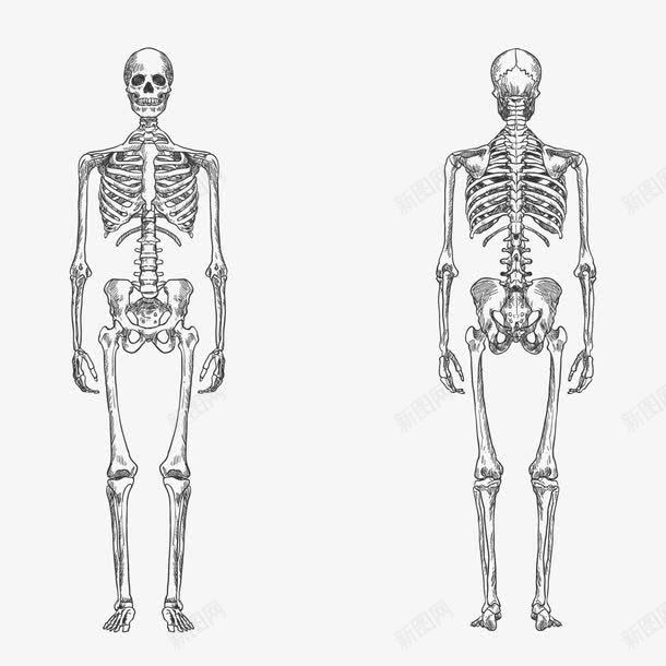 人体骨架png免抠素材_88icon https://88icon.com 人体构造 人形轮廓 人形骨架 手绘 素描 肋骨 胸骨 骨头