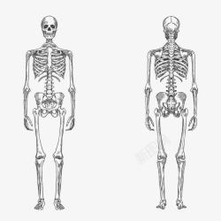 人体肋骨人体骨架高清图片