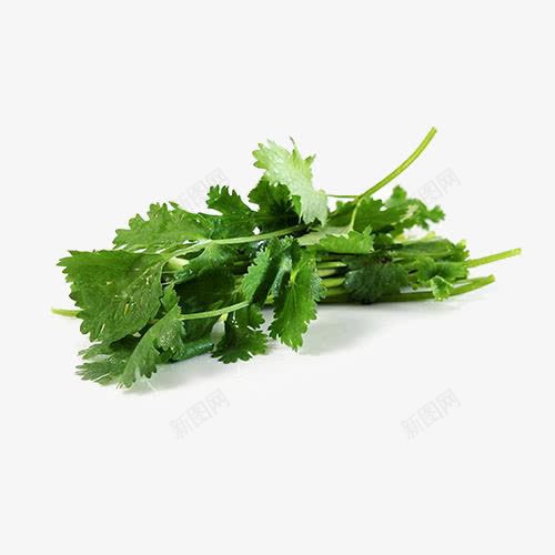 新鲜香菜png免抠素材_88icon https://88icon.com 产品实物 新鲜香菜 有机香菜 绿色香菜 蔬菜