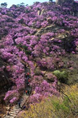 粉色大山花海风景背景