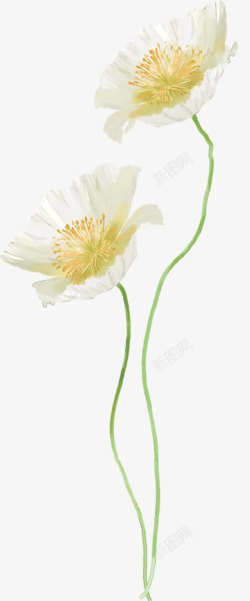 中秋节白色手绘花朵素材