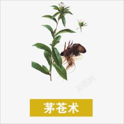 茅苍术素材