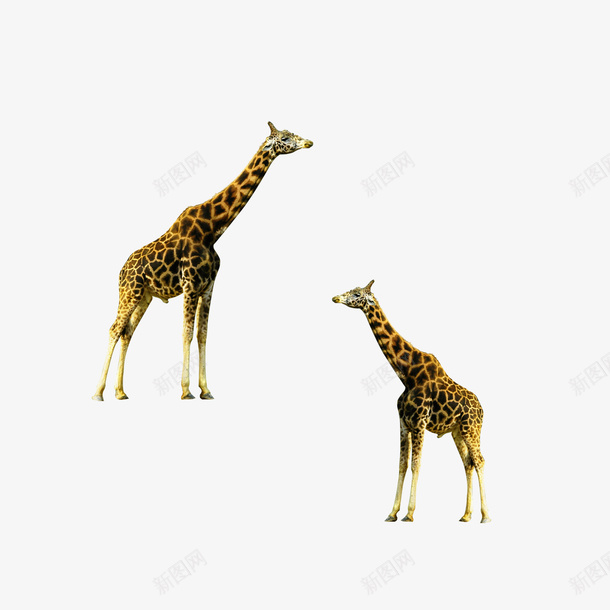 2只伸长脖子的长颈鹿png免抠素材_88icon https://88icon.com 动物 动物园 成双的 长颈鹿