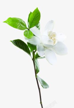 绿叶白色唯美花朵素材