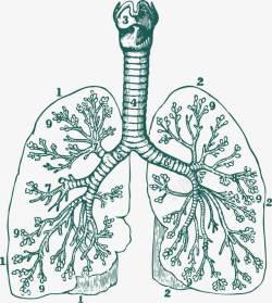 肺部器官肺动脉肺泡手绘图高清图片