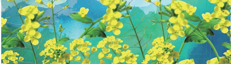 夏季的油菜花背景矢量图ai设计背景_88icon https://88icon.com AI 水墨 油菜花 浪漫 海报 矢量素材 绿叶 背景 舒心 蓝天 高清背景设计图 矢量图