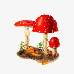 红色蘑菇素材