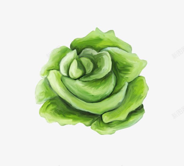 有机包菜png免抠素材_88icon https://88icon.com 创意 包菜 卡通 手绘 绿色 蔬菜