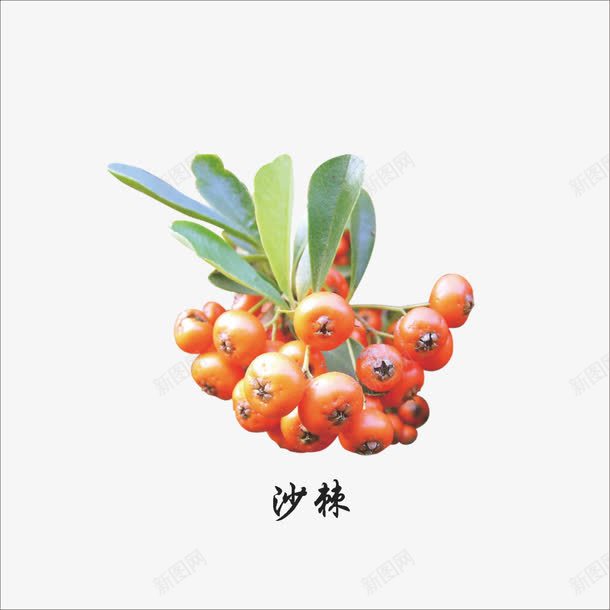 沙棘png免抠素材_88icon https://88icon.com 中药 本草纲目 草药 药材