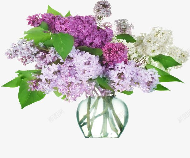 紫色花瓶花束环境png免抠素材_88icon https://88icon.com 环境 素材 紫色 花束 花瓶
