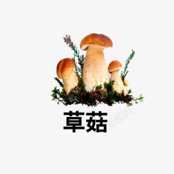 草菇素材