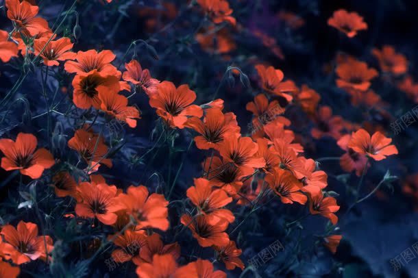 自然美景植物花朵jpg设计背景_88icon https://88icon.com 植物 美景 自然 花朵