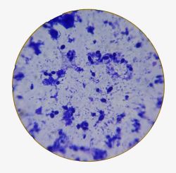 酵母菌显微镜放大的酵母高清图片