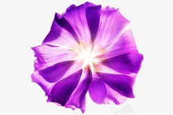 紫色的花透明背景素材