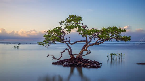 屹立在湖中央不倒的树木背景