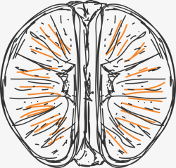 手绘半个柚子素材