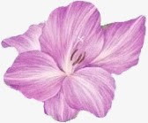 创意紫色的花卉植物合成效果素材