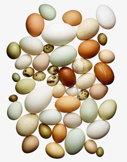 创意鸡蛋鸟蛋素材