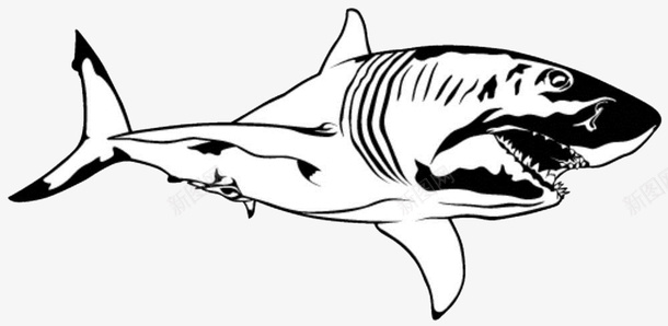 黑白卡通书本手绘素描鲨鱼图标图标