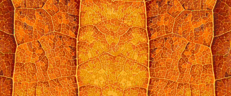 秋季树叶叶脉矢量纹理背景