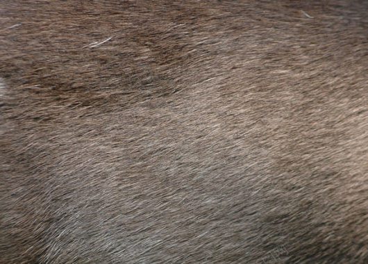 灰色动物毛皮摄影背景
