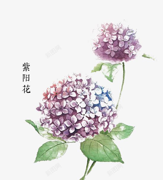 紫阳花png免抠素材_88icon https://88icon.com 手绘 紫色 紫阳花 绣球花