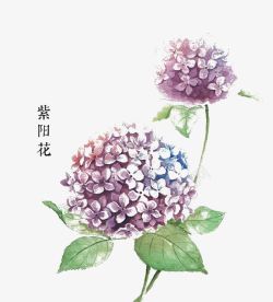 紫阳花素材