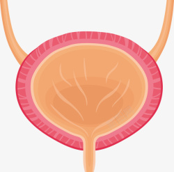 人体膀胱矢量图素材