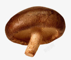 鲜菇食用蘑菇高清图片