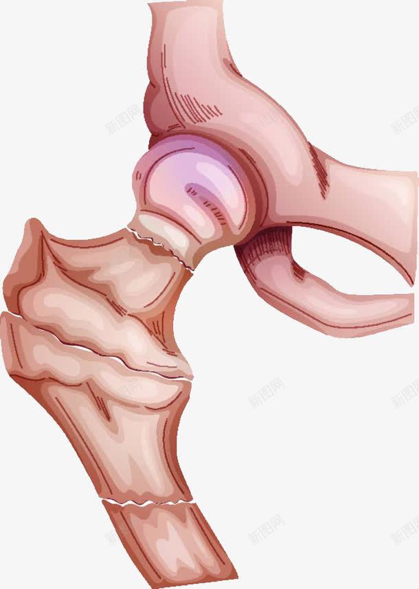 手绘骨盆侧关节png免抠素材_88icon https://88icon.com 关节 医学 尾骨 骨 骨头 骨盆 髋骨