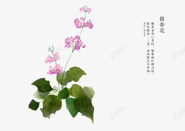 手绘花卉png免抠素材_88icon https://88icon.com 卡通 手绘 手绘插画 报春花 插画